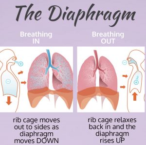 The role of the diaphragm