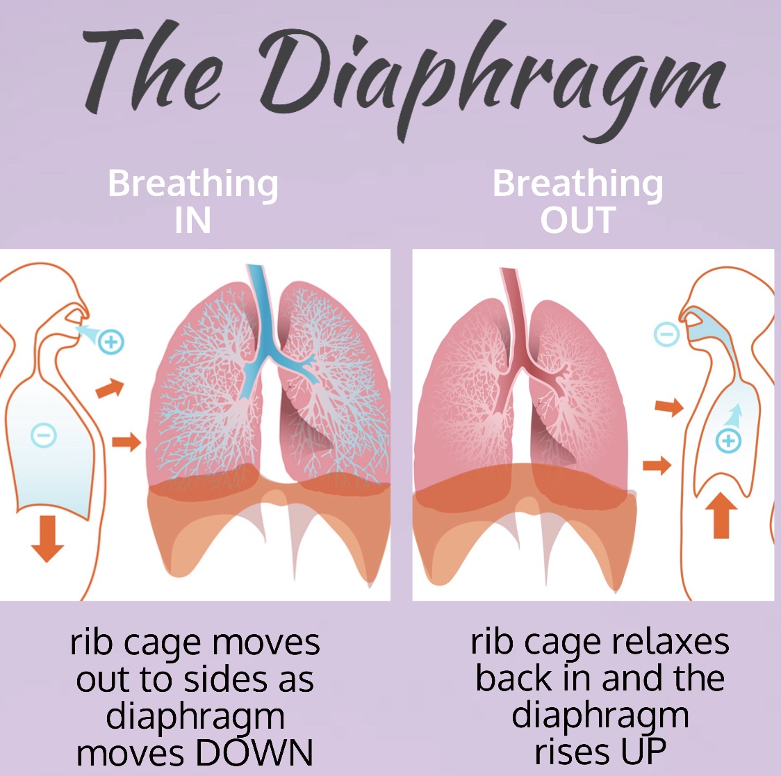 diaphragmatic excursion dyspnea